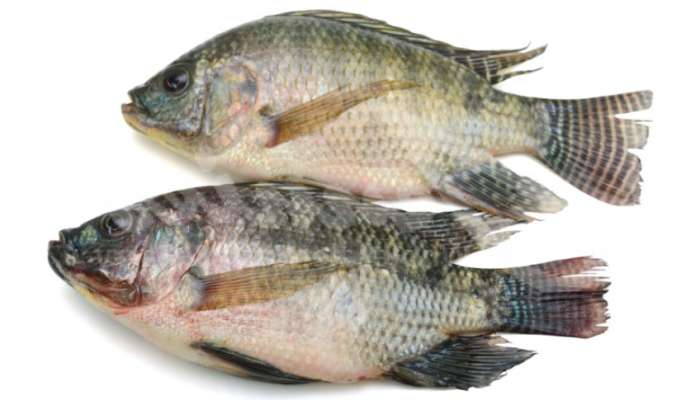 আগুনে পোড়া ক্ষত সহজে সারায় তেলাপিয়া!