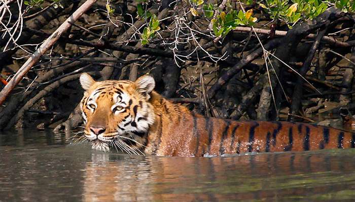 সুন্দরবনে বাঘের অস্বাভাবিক মৃত্যু, মিলল পচাগলা দেহাংশ