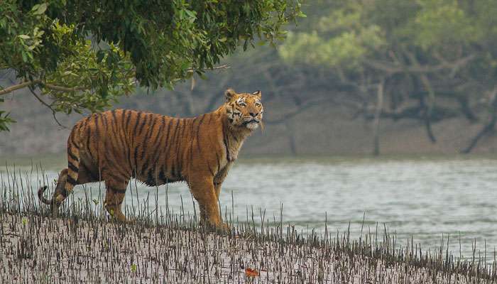 ২০৭০-এর মধ্যে বিলুপ্ত হতে পারে সুন্দরবনের রয়্যাল বেঙ্গল টাইগার