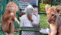 স্করপিওতে তল্লাশি করতেই ব্যাগের ভেতর থেকে বেরিয়ে এল জ্যান্ত সিংহ শাবক-লেঙ্গু