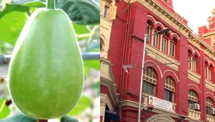  'কাটমানি' হিসাবে লাউ এনে জোর ধমক খেলেন কলকাতা পুরসভার আধিকারিক