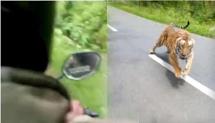 বাইক তাড়া করল বাঘ, ভিডিয়ো ভাইরাল হল সোশ্যাল মিডিয়ায় বাইক তাড়া করল বাঘ, ভিডিয়ো ভাইরাল হল সোশ্যাল মিডিয়ায়