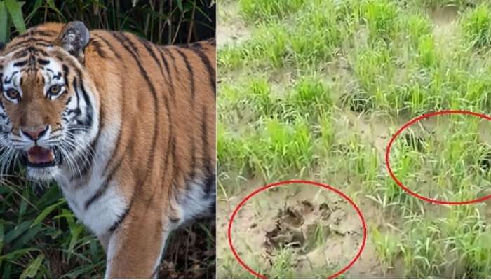 রাতে গর্জন, সকালে বড় বড় পায়ের ছাপ! বাঘ আতঙ্কে থরহরিকম্প চন্দ্রকোণা