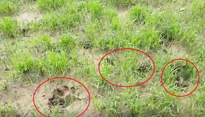 'শার্দুল নয়, শিয়ালের পায়ের ছাপ', ধড়ে প্রাণ ফিরল চন্দ্রকোণাবাসীর