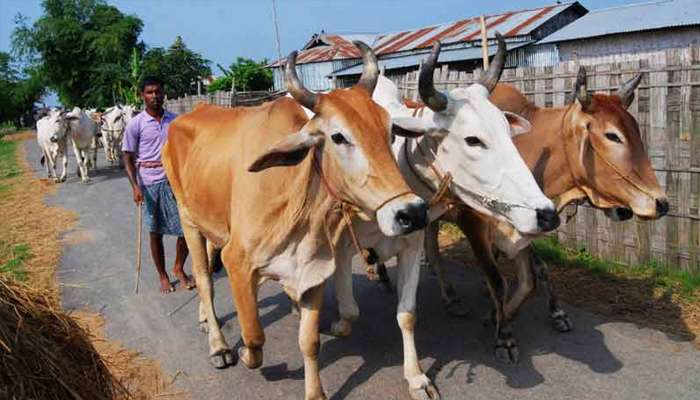 পড়ে যেতে পারে গবাদি পশুর দাম, আশঙ্কায় কোরবানির ইদের আগে ভারত থেকে গরুপাচার নিষিদ্ধ করল বাংলাদেশ সরকার