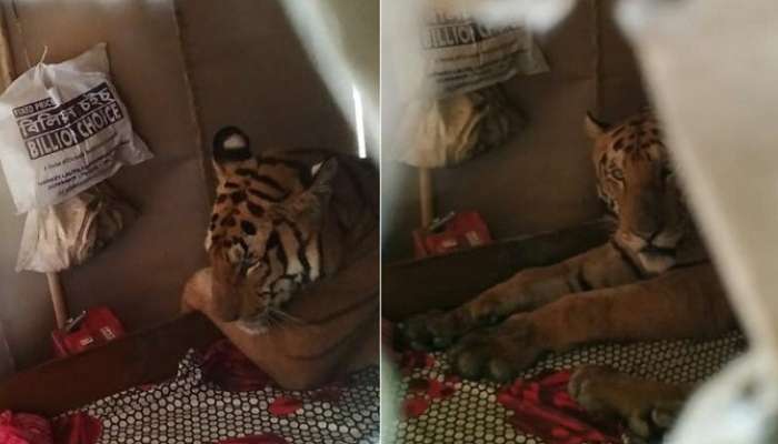 বন্যায় ভেসে গিয়েছে বন, প্রাণ বাঁচাতে বাড়ির 'বিছানায় উঠে' আশ্রয় নিল রয়্যাল বেঙ্গল!