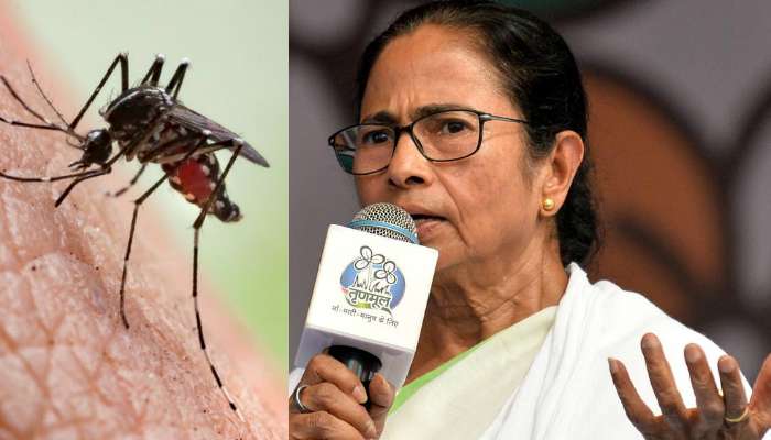 ভারতে কামড়ে মশা ওপার বাংলায় চলে গেল, ওপারে কামড়ে এপারে এল, ডেঙ্গি নিয়ে মমতা