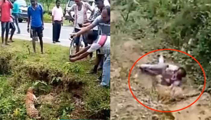 ফের গাড়ির ধাক্কায় লেপার্ডের মৃত্যু জলপাইগুড়িতে ফের গাড়ির ধাক্কায় লেপার্ডের মৃত্যু জলপাইগুড়িতে