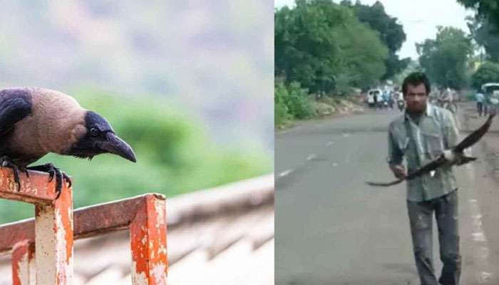 কাকের হামলায় অতিষ্ট ইনি! শত্রুতা নাকি তিন বছরের পুরনো