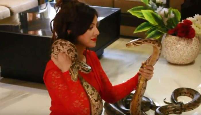 সাপ, কুমির নিয়ে মোদীকে ভয় দেখানো পাক গায়িকা ২ বছরের জেলযাত্রার মুখে! সাপ, কুমির নিয়ে মোদীকে ভয় দেখানো পাক গায়িকা ২ বছরের জেলযাত্রার মুখে!