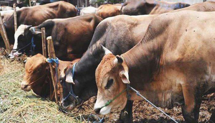 সাত বছরে দেশে গরুর সংখ্যা একলাফে বাড়ল ১৮ শতাংশ, বলছে পশু গণনার তথ্য