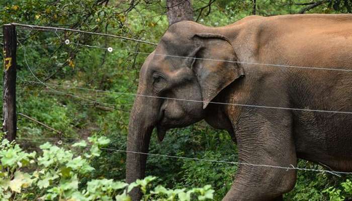 গজলডোবায় তড়িতস্পৃষ্ট হয়ে মৃত্যু দাঁতালের, বনদফতরের উদাসীনতায় ক্ষুব্ধ গ্রামবাসীরা 