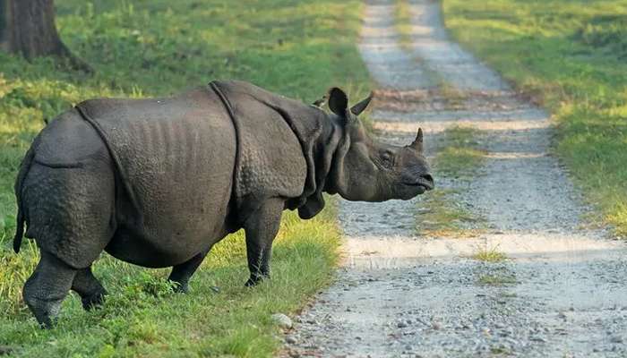 জলদাপাড়ায় গন্ডার চোরাশিকারে গ্রেফতার ১ সন্দেহভাজন