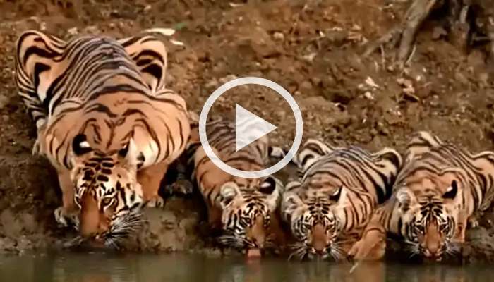 তিন সন্তানকে নিয়ে জলপান মায়ের, দেখুন ফরেস্ট অফিসারের ভিডিয়ো