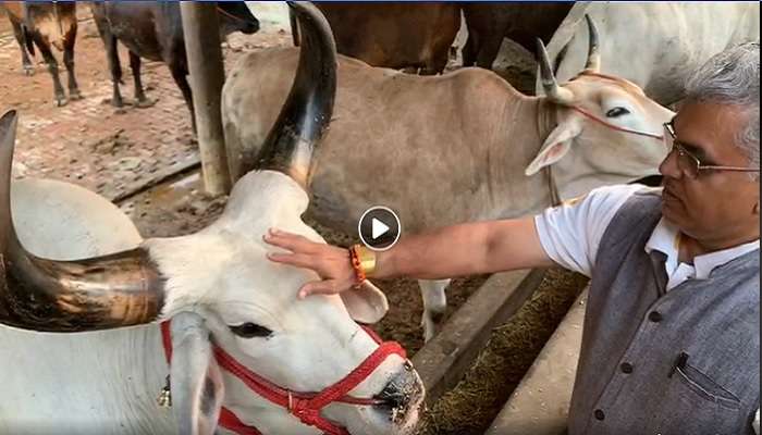 'গরুর দুধে সোনা' মন্তব্যে সমালোচনা, ইসকনে গিয়ে গোমাতার কাছে ক্ষমা চাইলেন ব্যথিত দিলীপ
