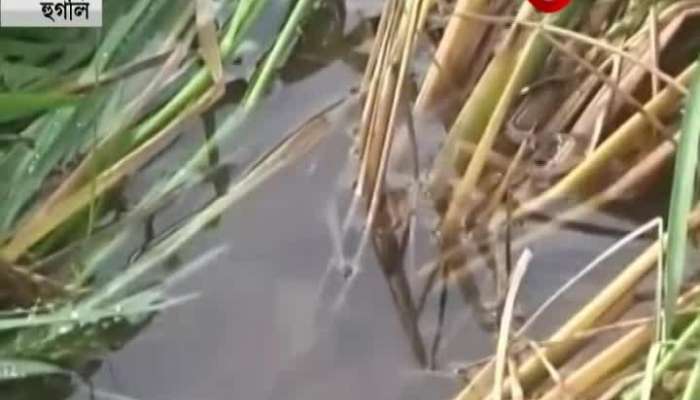 Bulbul proves to be fatal for paddy fields in Hooghly