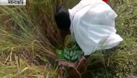 গ্রাম বাংলার অপরূপ সৌন্দর্য: সোনালী ধান, অঘ্রাণের হিমেল বাতাস। গাঁয়ে গাঁয়ে শুরু নবান্ন বন্দনা।