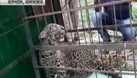 কুয়োর জলে পড়ে যাওয়া চিতাবাঘ উদ্ধার করল বন দফতর