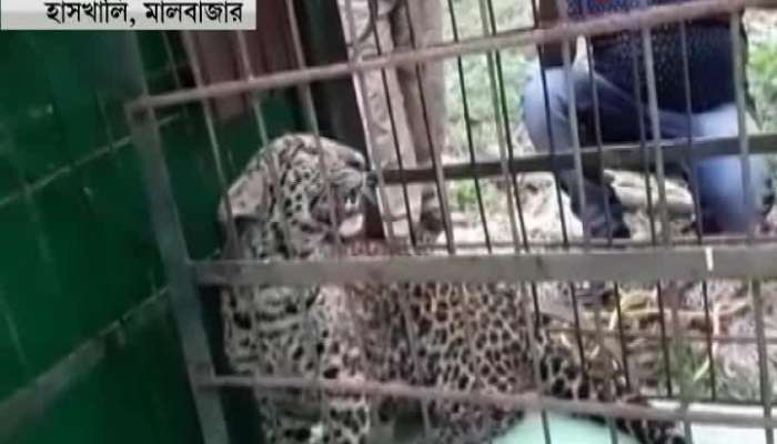 Forest Department rescues Cheetah from well