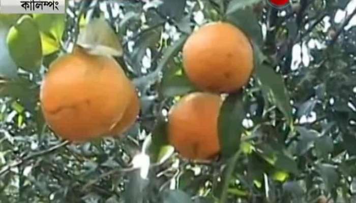 Oranges still scarce in market as harvesting takes a toll at the hills