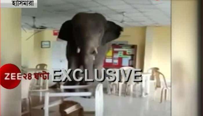 Huge elephant gets into army camp canteen at Hasimara
