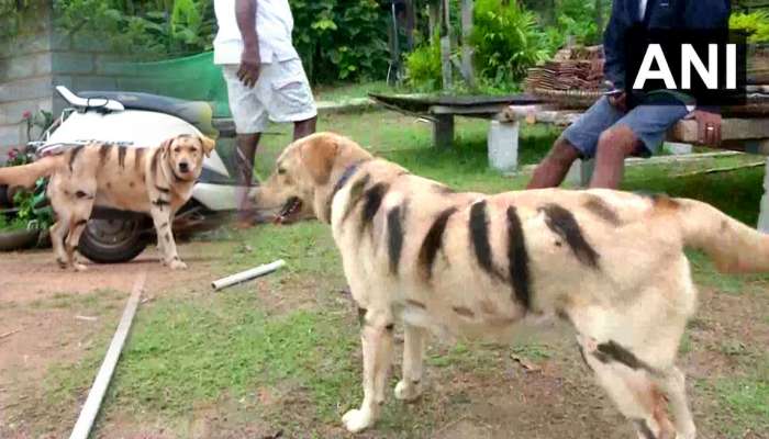 হনুমানের উপদ্রব থেকে গ্রামবাসীদের বাঁচাল ‘রয়্যাল বেঙ্গল ডগ’ বুলবুল!