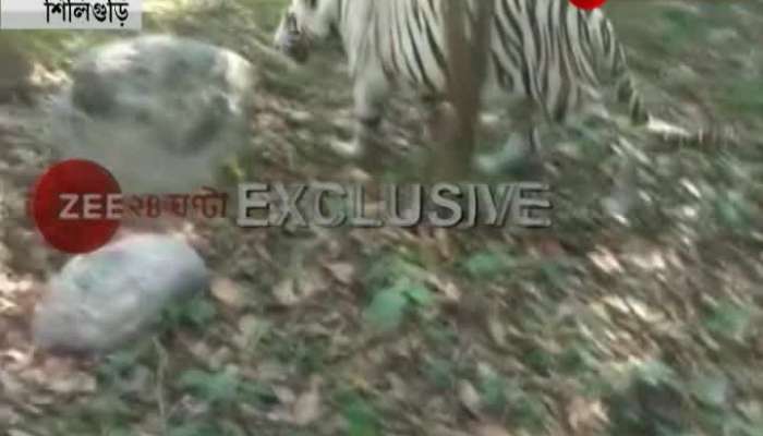 Car shuts down at Royal Bengal Safari Tiger enclosure 