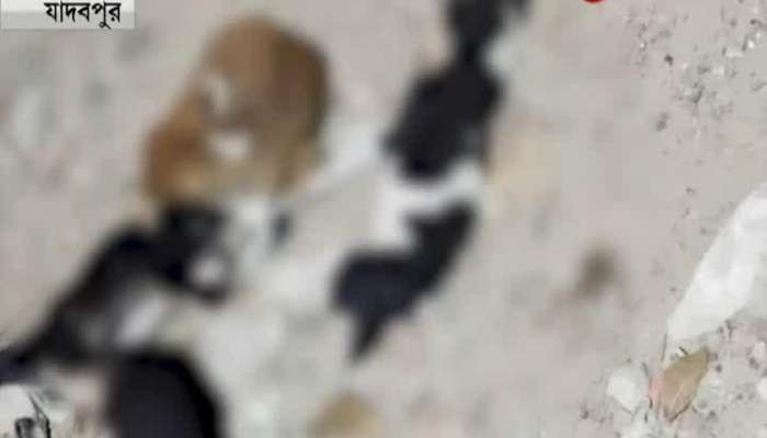 5 puppies killed by poisoning at Jadavpur