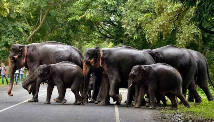 দাঁতালের হামলা বাংলার দুই প্রান্তেই, দলে দলে লোকালয়ে ঢুকে এল হাতি