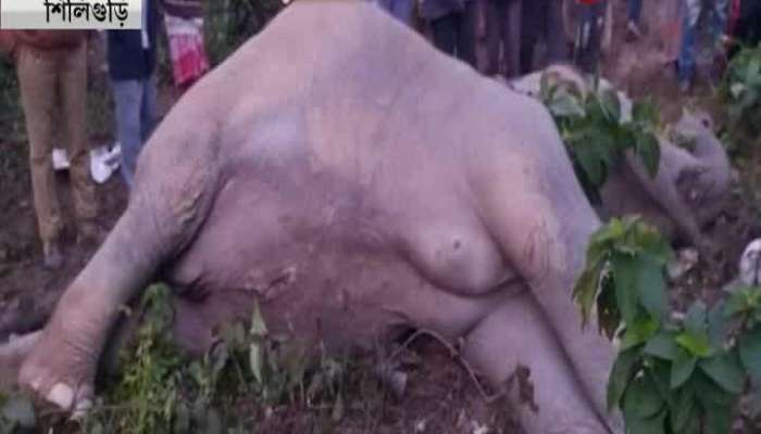 Elephant dies in Siliguri again in train accident