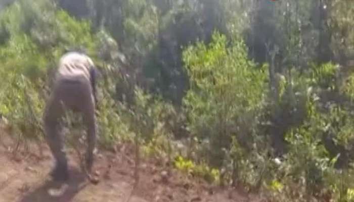 Footprint of tiger, Bankura's Melada, Lagada village loses sleep in fear