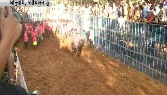 Tamil nadu celebrated bull taming sport as a part of pongal 