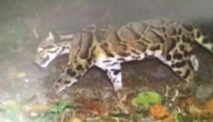 Clouded leopard spotted at buxa forest