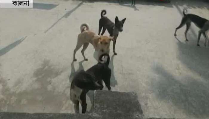 6 dogs kept on rooftop for over 2 years
