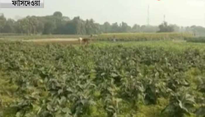 crops is wasted by cattle smugglers
