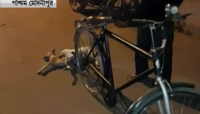 Two puppy's body tied on the back of a cycle