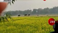 কোচবিহারে ফের লোকালয়ে বাইসনের দল