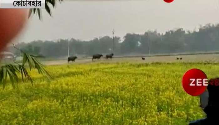 Pack of Bisons enter in Coochbihar field
