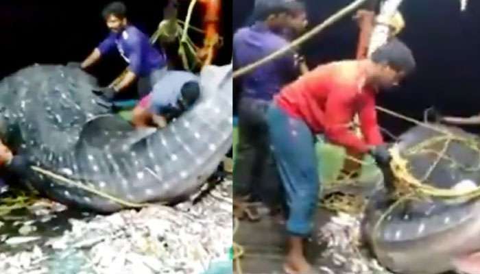জালে ধরা পড়ল বিশাল হাঙর, সমুদ্রে ফিরিয়ে প্রশংসা কুড়োলেন মত্সজীবী