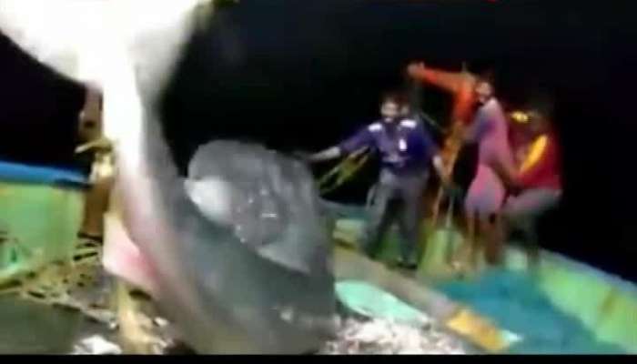 Fishermen catch whale shark! video goes viral