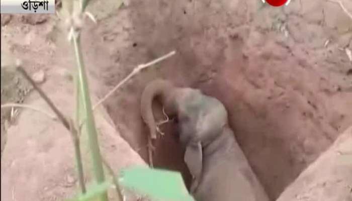 See how this little elephant gets rescued from a hole by crane