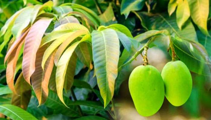 বাতের ব্যথা, শ্বাস কষ্ট থেকে ব্লাড প্রেসার, নিয়ন্ত্রণে রাখুন আম পাতার টোটকায় বাতের ব্যথা, শ্বাস কষ্ট থেকে ব্লাড প্রেসার, নিয়ন্ত্রণে রাখুন আম পাতার টোটকায়