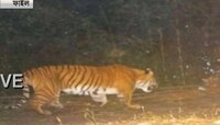 নেওড়া ভ্যালির জঙ্গলে ফের দেখা মিলল বাঘের