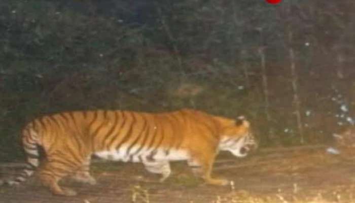 Royal Bengal Tiger spotted at Neora Valley 