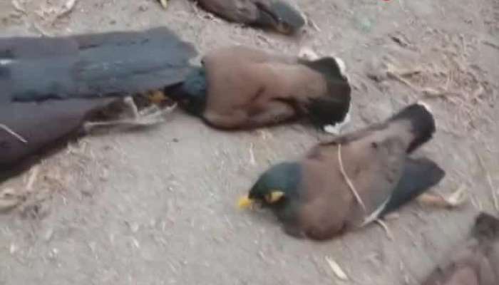 Mysterious deaths of bird at Malbazar Odlabari area