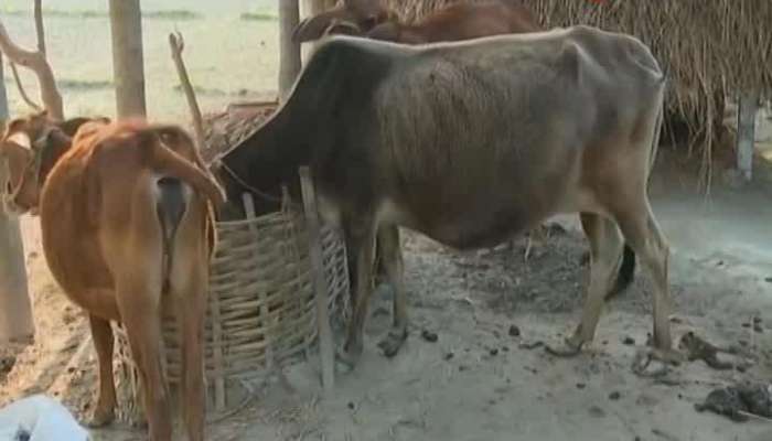 Central ministry of science and technology proposes research on Native breeds of cows