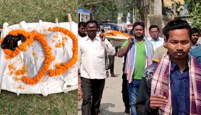 কাঁধে ছাগলের শবদেহ, মুখে ‘জবাব চাই’ স্লোগান, অভিনব প্রতিবাদ বিজেপির 