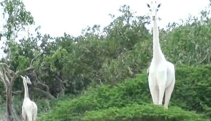 বিরলতম প্রজাতির দুটি সাদা জিরাফ মারল চোরাশিকারীরা, পৃথিবীতে রইল আর মাত্র একটি