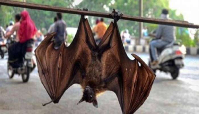 ভারতের ৪ রাজ্যে ২ প্রজাতির বাদুড়ের শরীরে মিলল করোনাভাইরাস!