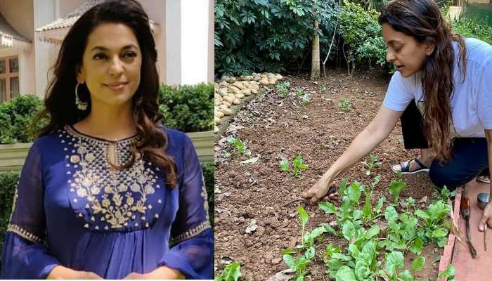 লকডাউনের জের, বাড়িতেই সবজি চাষ করছেন জুহি চাওলা